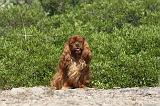 CAVALIER KING CHARLES 064